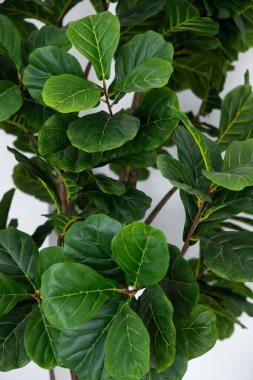 Yeşil yapraklı bir bitkinin yakın çekimi