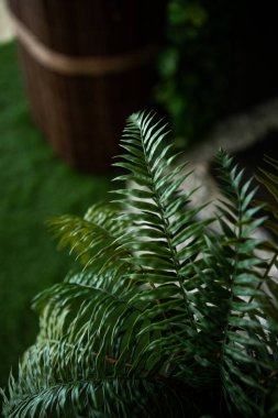 yeşil yaprakları olan bir bitki