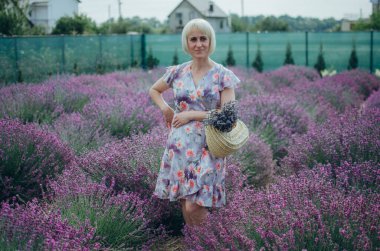 Bir sepet lavanta ile lavanta tarlasında bir kadın