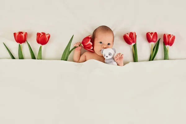 stock image cute newborn baby with red tulips and teddy bear toy under blanket