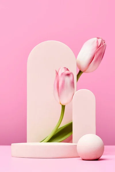 Podium Różowymi Tulipanami Eleganckim Łukiem Pastelowym Różowym Tle Etap Prezentacji — Zdjęcie stockowe