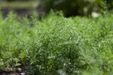 Sebze bahçesinde taze dereotları yetişiyor.