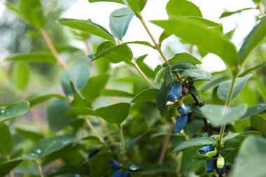 Dalın üzerinde olgun böğürtlenler