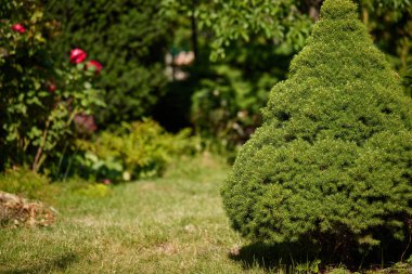Bahçe bahçeleri, köknar ağaçları ve yaz aylarında çiçeklerle çevre düzenlemeleri.
