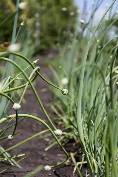 Organically Grown Onions Bud Stalk Plant — Stock Photo, Image