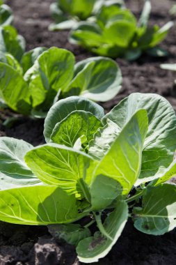 Bahçede taze lahana tarlaları