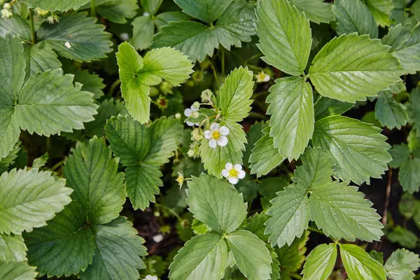 strawberries bloomed in the garden. the Strawberry Plant.