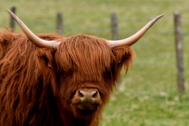 İskoçya sığırları dağlık arazide