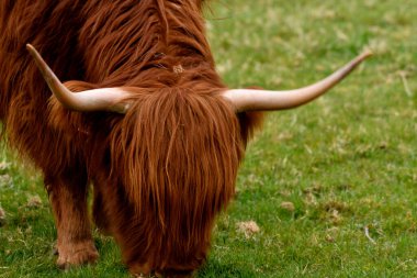 İskoçya sığırları dağlık arazide