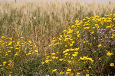 Kırsal manzara, Bizerte bölgesi - kuzey tunisia