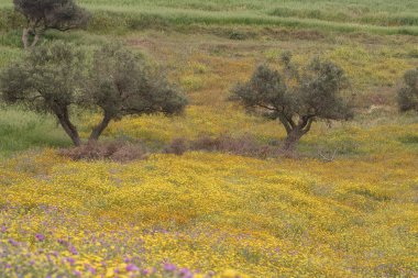 Kırsal manzara, Bizerte bölgesi - kuzey tunisia