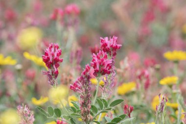 Kırsal manzara, Bizerte bölgesi - kuzey tunisia