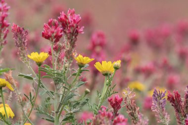Kırsal manzara, Bizerte bölgesi - kuzey tunisia