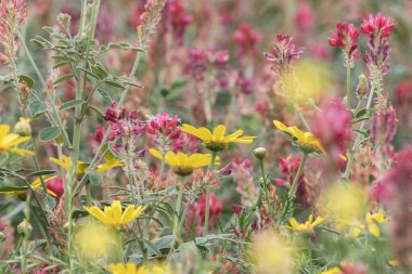 Kırsal manzara, Bizerte bölgesi - kuzey tunisia