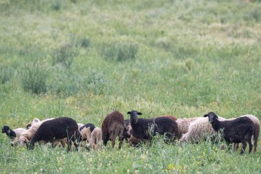 Kırsal manzara, Bizerte bölgesi - kuzey tunisia