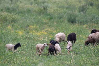 Kırsal manzara, Bizerte bölgesi - kuzey tunisia