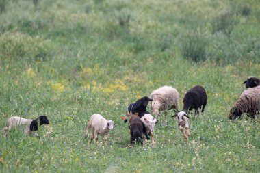 Kırsal manzara, Bizerte bölgesi - kuzey tunisia