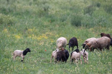 Kırsal manzara, Bizerte bölgesi - kuzey tunisia