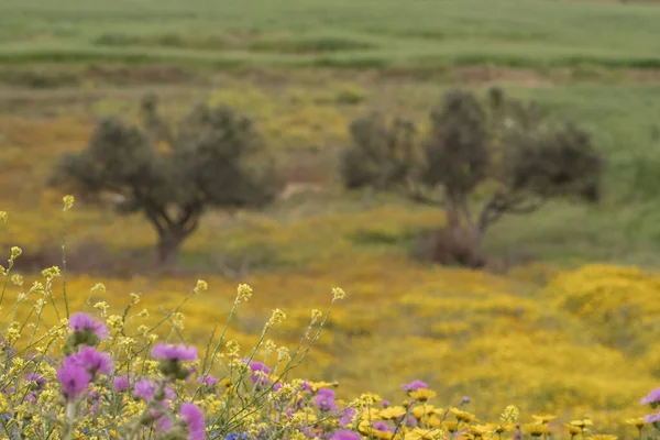 stock image View of the countryside, Bizerte region - northern tunisia