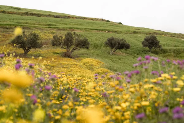 stock image View of the countryside, Bizerte region - northern tunisia