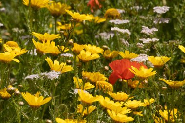 Kaptan Bon 'un çiçek tarlaları, Kuzey Doğu Tunus