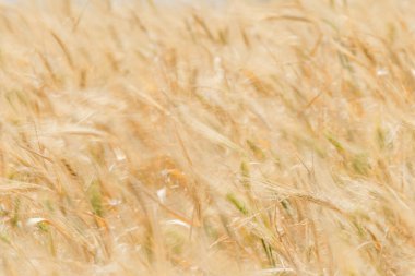 Kaptan Bon 'un buğday tarlaları, Kuzey Doğu Tunus
