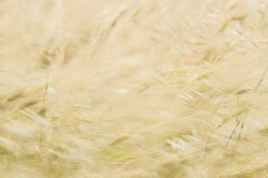 Kaptan Bon 'un buğday tarlaları, Kuzey Doğu Tunus