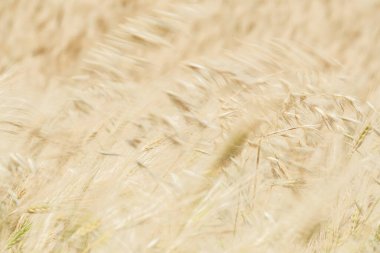 Kaptan Bon 'un buğday tarlaları, Kuzey Doğu Tunus