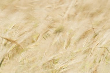 Kaptan Bon 'un buğday tarlaları, Kuzey Doğu Tunus