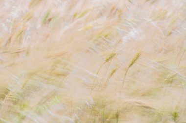 Kaptan Bon 'un buğday tarlaları, Kuzey Doğu Tunus