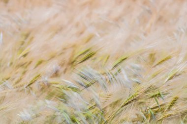 Kaptan Bon 'un buğday tarlaları, Kuzey Doğu Tunus
