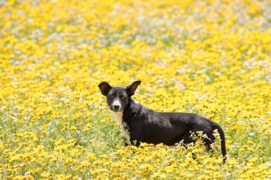 Kuzey Doğu Tunus, Cap Bon 'un çiçek tarlalarındaki köpek.