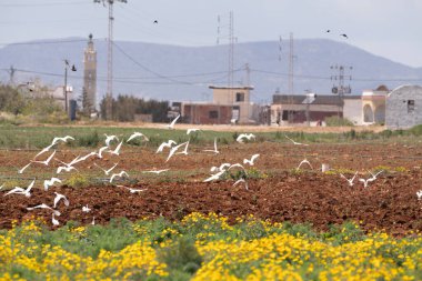 Kuzey Doğu Tunus 'tan Kaptan Bon' un çeşitli görüşleri
