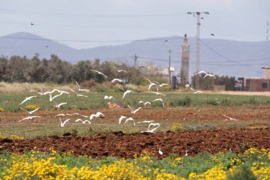 Kuzey Doğu Tunus 'tan Kaptan Bon' un çeşitli görüşleri