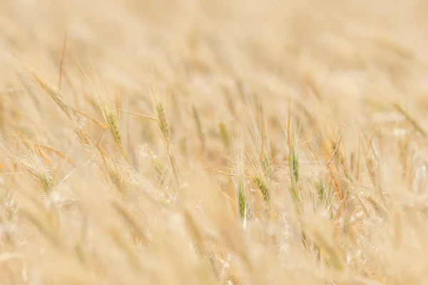 Stock image Wheat fields of Cap Bon, north east Tunisia