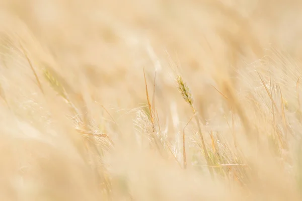 Wheat Fields Cap Bon North East Tunisia — Stock Photo, Image