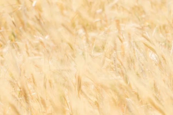 stock image Wheat fields of Cap Bon, north east Tunisia