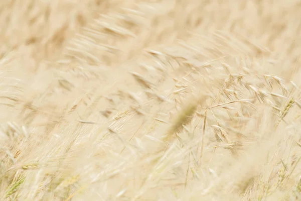 stock image Wheat fields of Cap Bon, north east Tunisia