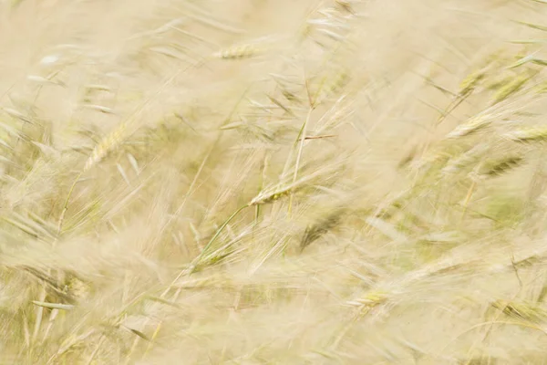 stock image Wheat fields of Cap Bon, north east Tunisia