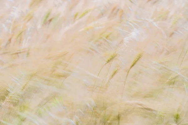 Stock image Wheat fields of Cap Bon, north east Tunisia