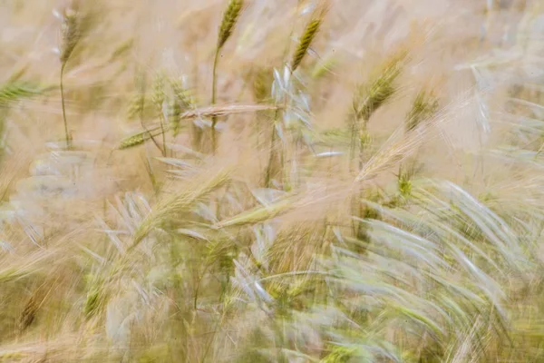 Stock image Wheat fields of Cap Bon, north east Tunisia