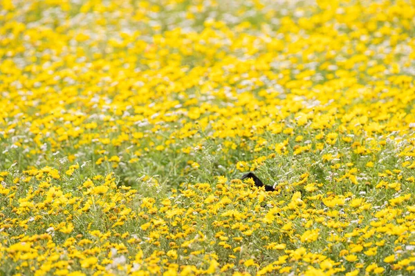 Собака Цветочных Полях Кап Бон Северо Восток Туниса — стоковое фото