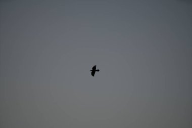 Çöl manzarası, Douz bölgesi, güney Tunus