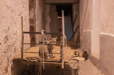 Tunus Medine 'sinin görüşleri - Tunus