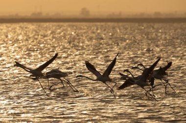 Gün batımında pembe flamingoların uçuşu - Tunus