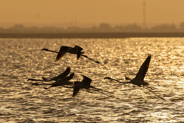 stock image Flight of pink flamingos during a sunset - Tunisia