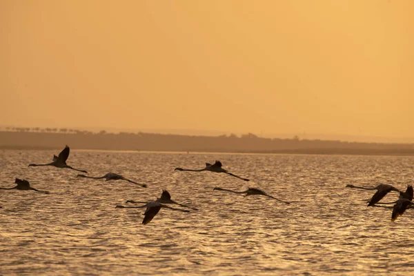 Flug Der Rosa Flamingos Bei Sonnenuntergang Tunesien — Stockfoto