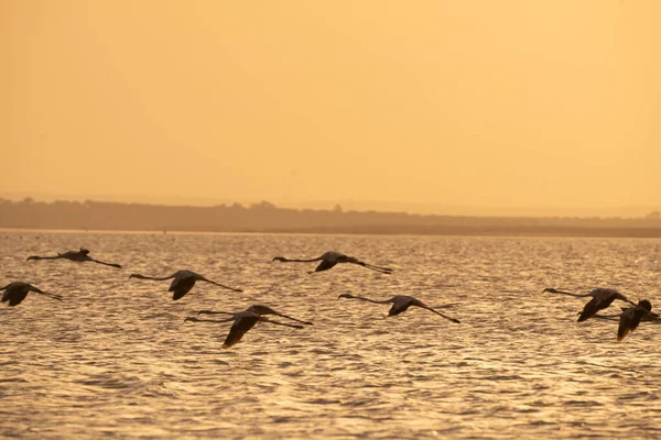 Vôo Flamingos Rosa Durante Pôr Sol Tunísia — Fotografia de Stock