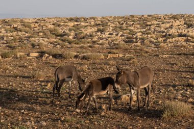 Jugurtha Masası - Kef Valiliği - Kuzey Batı Tunus