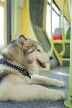 Grenoble, Grenoble ve Alpler 'in şehir manzarası, Fransa